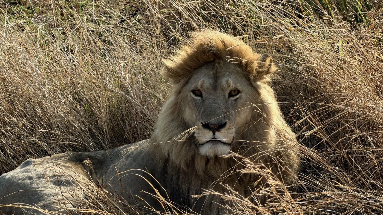 A male lion at rest in dry grass, full mane catching the light, eyes locked directly on the camera from a low vehicle-level angle.