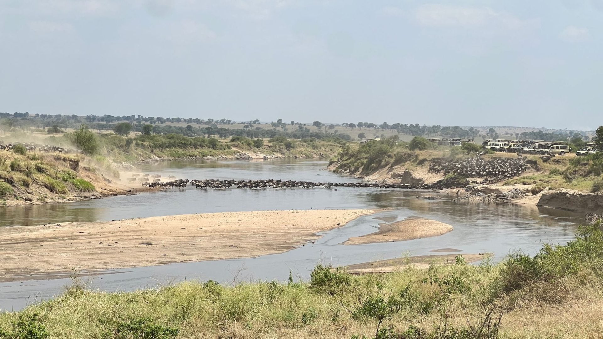Wildebeest crossing the Mara River in a dense column, dust rising off the far bank where a long line of safari vehicles waits and watches.