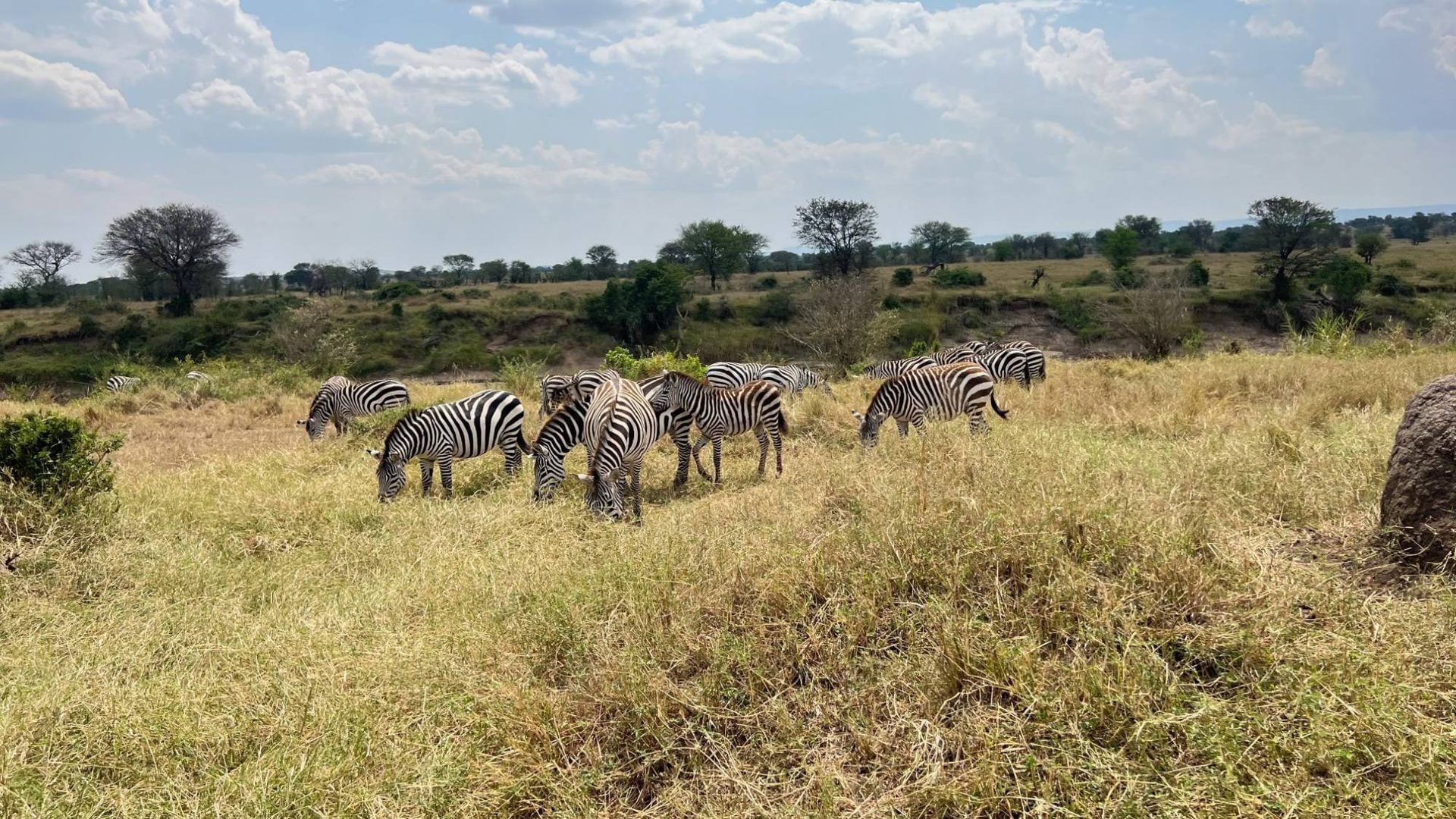 A herd of zebra grazing on the Serengeti's short-grass plains, scattered acacia and a low tree line under a wide sky.