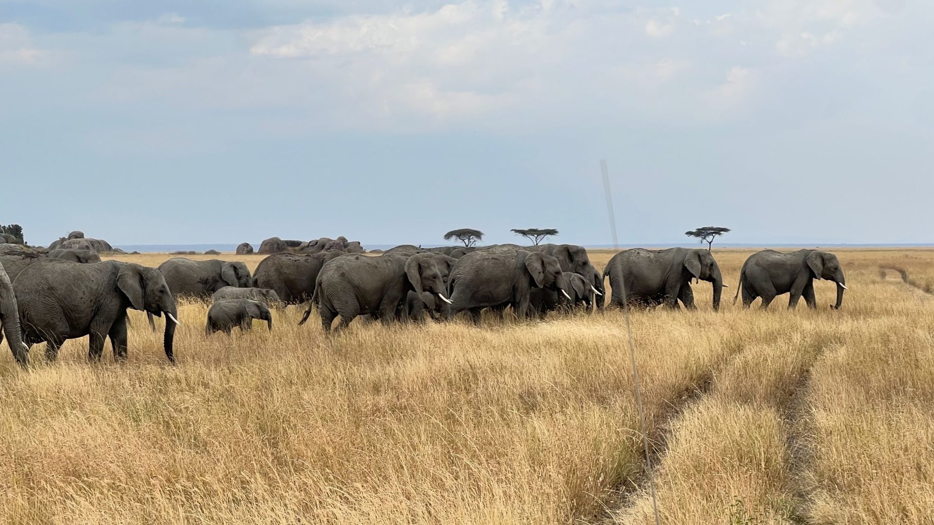 A breeding herd of elephant, calves included, moving through golden grass among acacia trees and granite kopjes.